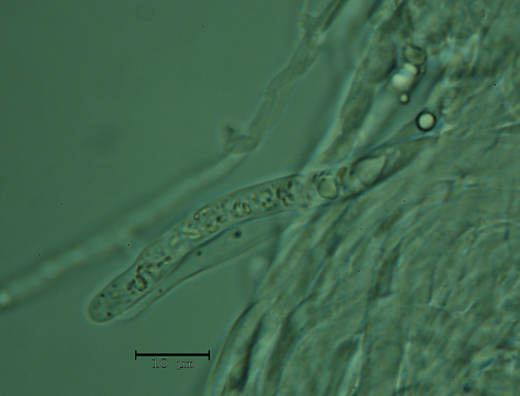 Una crosta a lunghi denti - foto 6727 (Dentipellis fragilis)